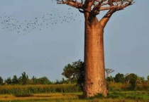 树接枝的方法是什么？