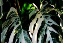 春羽和龟背竹的区别？