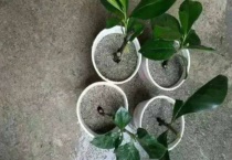 米兰剪秃了能活吗？