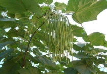 梓树为什么称树王