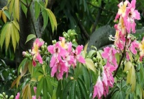 美丽异木棉和木棉的区别？ 形态、科属、习性与价值区别？