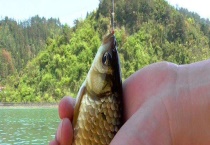 初春钓鲫鱼技巧大全 附饵料的选择