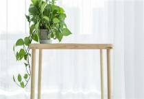 绿箩除清除甲醛吗？