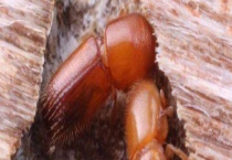 茶材小蠹 附为害特征及防治多久？