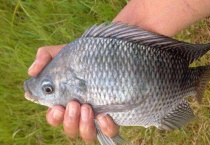 罗非鱼有刺吗？