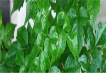 幸福树浇水量多少？