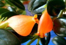 金鱼吊兰花骨朵没开就掉了