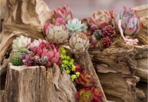 多肉植物发黄补救多久？