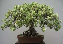 金枝玉叶有毒吗能在家养