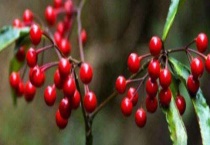 朱砂根花枯萎了怎么办？