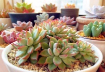 多肉喜欢水还是不喜欢水