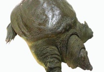 甲鱼的生活习性及特点