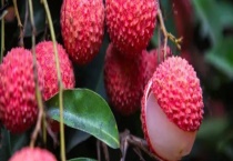 市场上常见的荔枝分别都是什么时候成熟 适度吃荔枝的好处是什么？