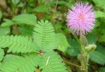 含羞草怎么施肥