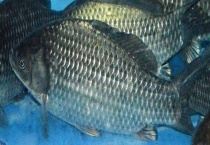 常见淡水鱼有哪些 不同鱼种的特点不同