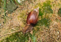 杀蜗牛用什么农药 蜗牛有哪些主要价值