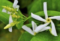 风车茉莉一年开几次花