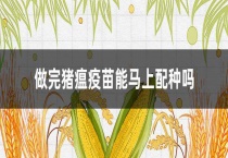 做完猪瘟疫苗能马上配种吗？