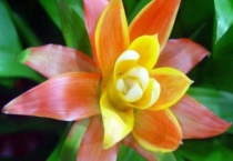 凤梨花开完花怎么办？