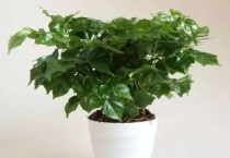 幸福树掉叶子一碰就掉是怎么回事