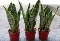 虎皮兰怎样扦插