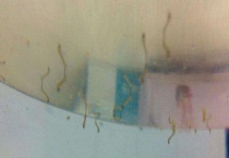 蚊子的幼虫叫什么 附蚊子的发育过程