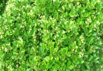 海桐树黄叶怎么办？