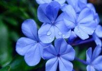 蓝雪花叶子发黄