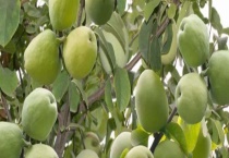 很香的木瓜叫什么？