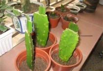 蟹爪兰一次嫁接几层