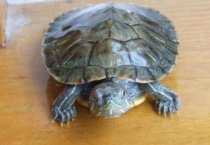 巴西龟壳上有白色斑点怎么办？