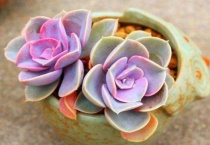 紫珍珠多肉怎么爆头