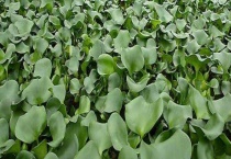 水葫芦的危害与防治方法 附防治多久？