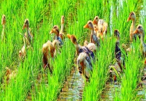 怎样区分鸭稻米和普通米 附稻米的品种分类