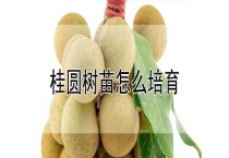 桂圆树苗怎么培育