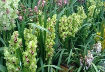 惠兰是保护植物吗？