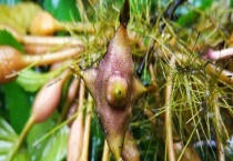 菱可不可以生吃 菱的栽培技术有哪些？