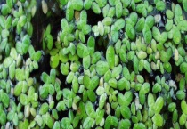 浮萍草是什么 附生长环境和繁殖介绍