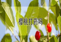 樱桃打药吗？