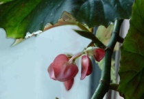 麻叶海棠怎么养