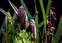 墨兰不开花的原因 正确养植方法是什么？