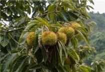 云南板栗几月份成熟