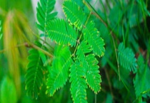 含羞草有毒吗？家里有孕妇和宝宝可以养吗？