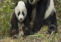 大熊猫属于哪科动物 大熊猫吃什么食物
