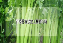 芹菜籽直接放土里种行吗？