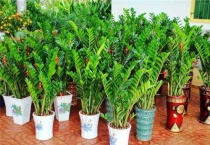 金钱树直接插到土里能活吗？