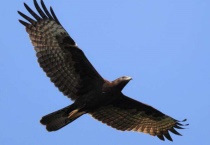 老鹰是什么国家的