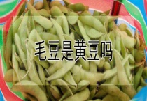 毛豆是黄豆吗？