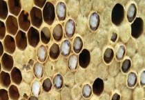 分蜂王台 附详细介绍