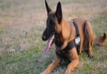 比利时牧羊犬怎么训练？如何训练大小便